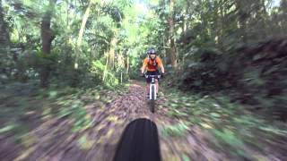 Cocoa Plantation - Panama