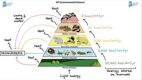 AP Environmental Science Energy in Ecosystems