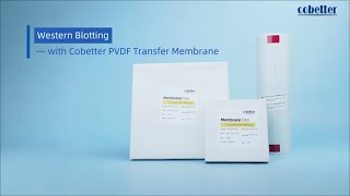 Western Blotting Protocol -- with Cobetter PVDF Transfer Membrane