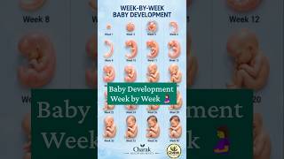 Baby Development Week by Week 🤰👶 | Pregnancy Week-by-Week Baby Growth | 1 to 40 Weeks