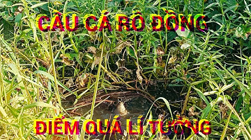 Câu cá rô đồng, Bắt ngờ đi vở lờ trúng cá lóc khủng 