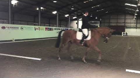 Intro C Dressage Test- 72.83%