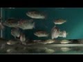 Жуковин о  цихлидах озера Виктория HD\Cichlids of The Lake Victoria HD