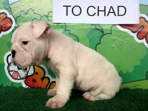 English bulldog For Sale - Asa - http://www.bullcanes.net - ceo@bullcanes.net puppy paradise