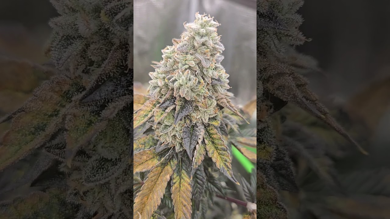 ethos cookies 🍪 day 60 