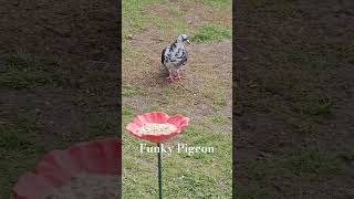 funky pigeon #birds #pigeon #pigeons #pigeonlover #shorts