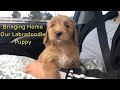Bringing Home Our New Labradoodle Puppy