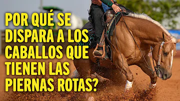 ¿Hay que disparar a los caballos si se rompen una pata?