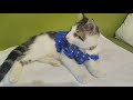 Dişi Kedi Kızanklık Dönemi Miyavlaması | Prenses Lina&#39;nın Sesi