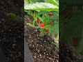 How match Spider Farmer LED grow light and Grow tent are ! 💥💯