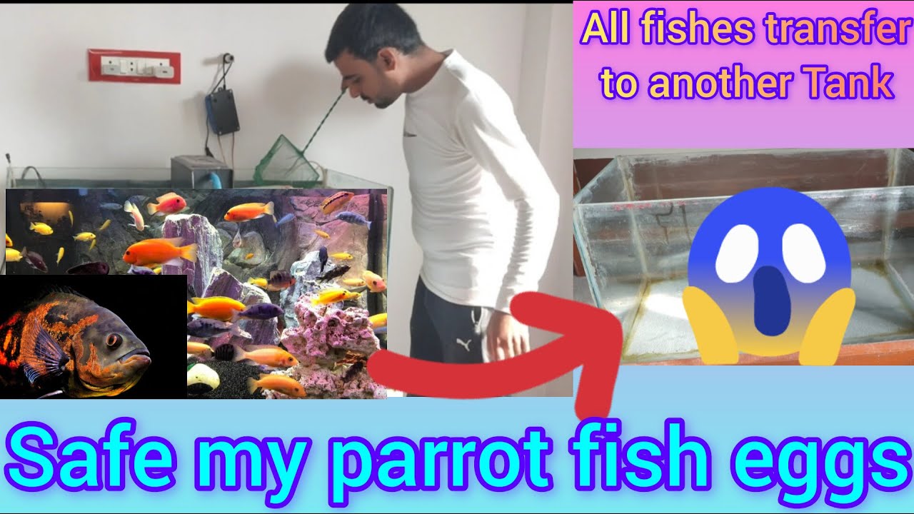 how to safe your fish egg to another fishes appne fishe ke egg ko