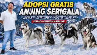 Adopsi Gratis Anjing Serigala : Alaskan Malamute & Siberian Husky. Syarat & Ketentuan Berlaku