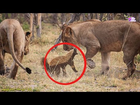 أشجع حيوان فى العالم | فى حجم القط ويهاجم الأسود والنمور !