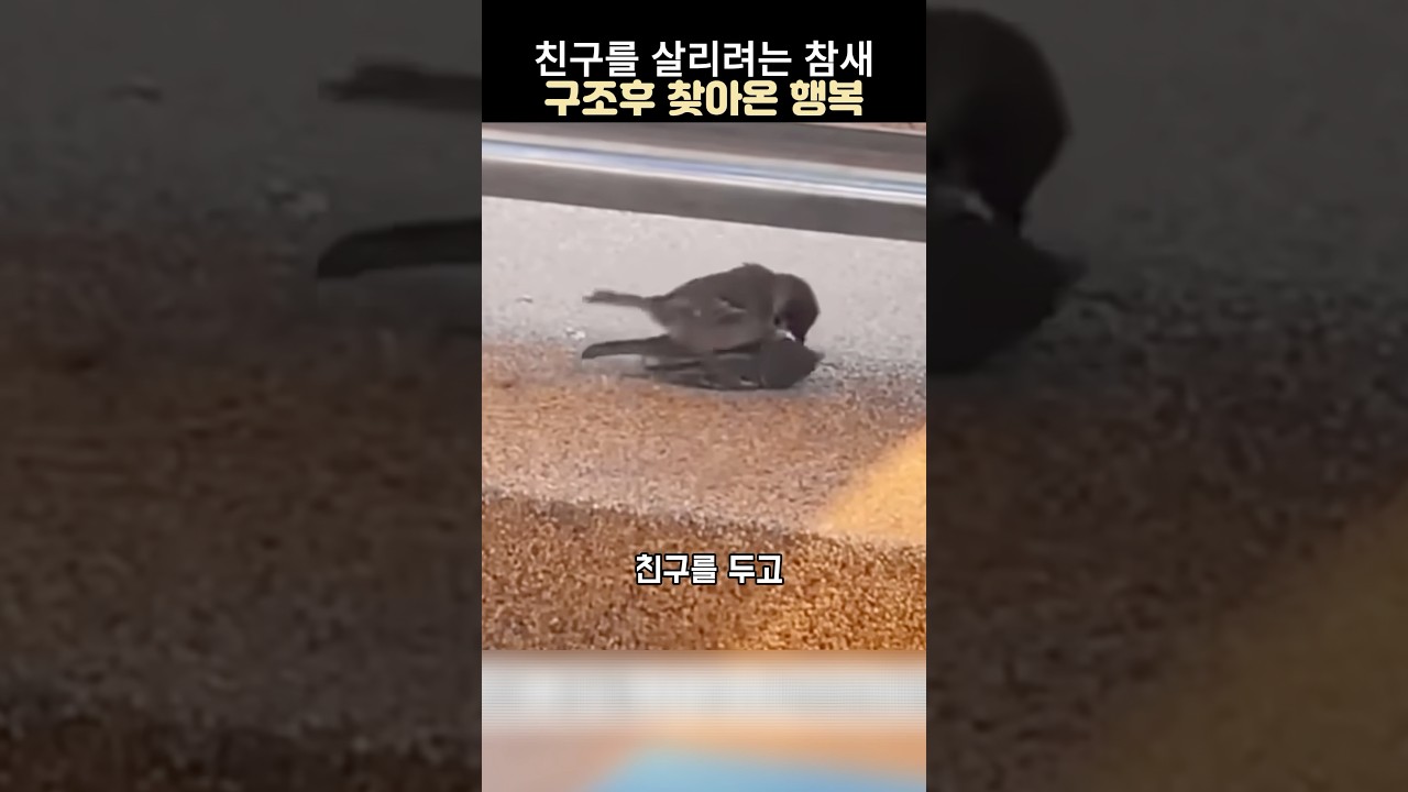친구를 살리려는 참새&구조후 찾아온행복#참새구조 #동물구조 #감동 동물