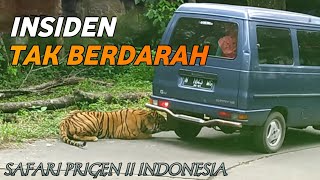 NGERI!! DETIK-DETIK HARIMAU KEJAR MOBIL di Taman Safari Prigen Pasuruan!!