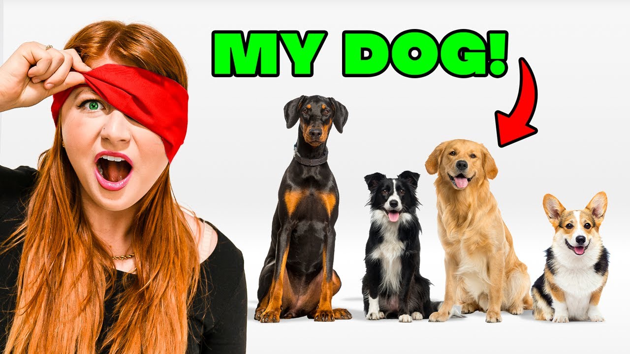 Угадай СОБАКУ с завязанными глазами!