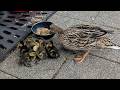 Duck regulars at local pub return with brood of baby ducklings | SWNS