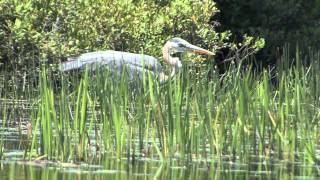 Nature Walks Conservation Society by nwwmark 517 views 11 years ago 1 minute, 45 seconds