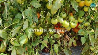 Download Lagu Kalash seeds ( Bahubali 🍅 yield ) best variety for summer || Tamil || Sathish Nursery MP3