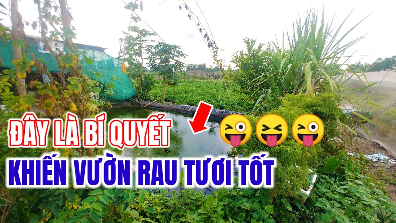 KHI MUA VÀ ĂN RAU XANH NÊN BIẾT ĐIỀU NÀY. VĨNH LỘC B_ BÌNH CHÁNH HCM