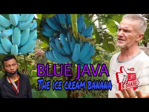 BLUE JAVA / ICE CREAM BANANA in the Philippines| Vlog#07.