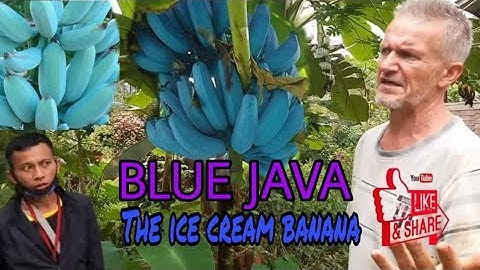 BLUE JAVA / ICE CREAM BANANA in the Philippines