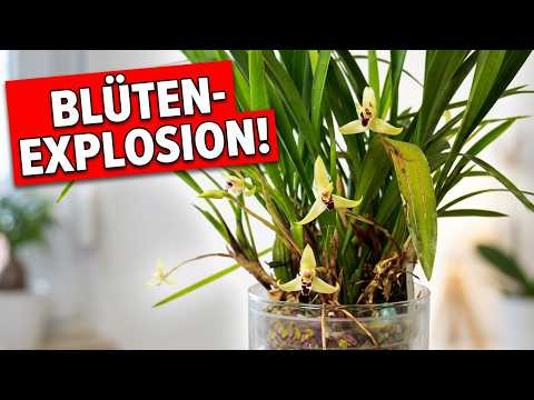 Maxillaria marginata in Colomi: Blütenfülle nach fast 2 Jahren