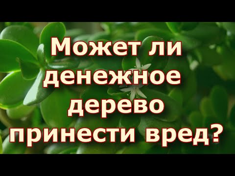 Может ли денежное дерево принести вред?