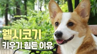 You Should Watch This Video Before Adopting Welsh Corgis