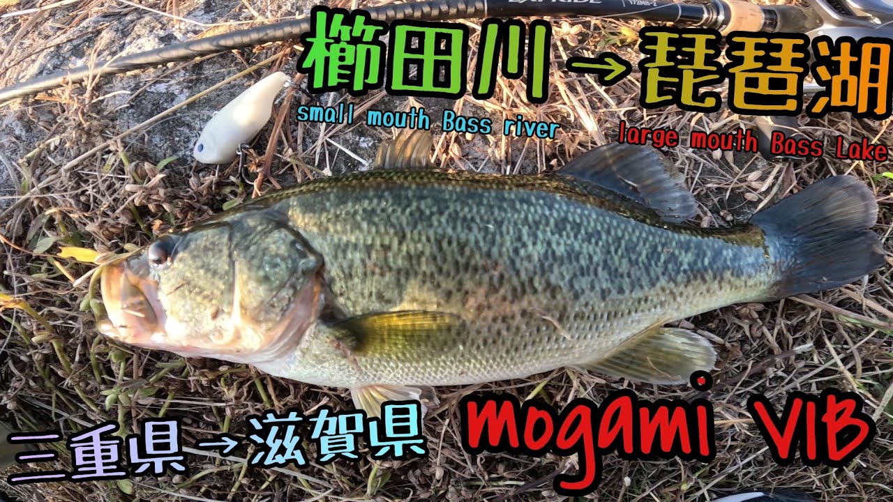 琵琶湖バス釣り スモールマウスバスが釣りたくて櫛田川へ そして結局夕方琵琶湖へ 今琵琶湖南湖東岸のバイブレーションがアツい 琵琶湖 の白い悪魔モガミバイブでバスを狙う 三重県バス釣り 琵琶湖バス釣り Youtube