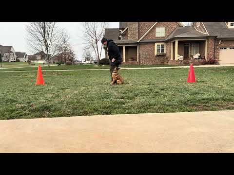 Malinois puppy training session