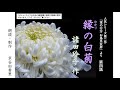 超人気シリーズ小説【朗読】諸田玲子「第四話 縁の白菊」（シリーズ2作目『蛍の行方 お鳥見女房』より）～オーディオブック～　朗読：京谷由香里