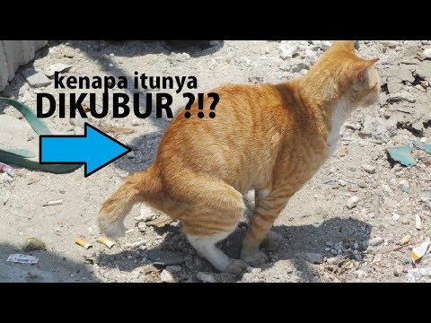 Video: 5 Kesalahan Anda Mungkin Dibuat Dengan Kucing Anda