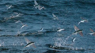 Flying Fish Picked Off From Above And Below - The Hunt - BBC Earth