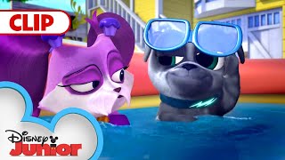 Puppy Pool Party | Playtime with Puppy Dog Pals | @disneyjunior