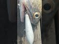 lagi dan lagi..meteor hand made amisss ikan kuro/mbaleng..