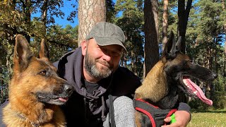 Stubborn German Shepherd vs sly Belgian Malinois. Difference in character.