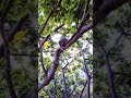 Real Squirrel Voice | Relaxing Nature Sounds for Stress Relief