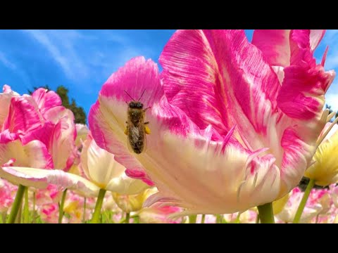 Видео: КРЫМ. ПАРАД ТЮЛЬПАНОВ 2024. С УМА СОЙТИ от такой КРАСОТЫ! Никитский ботанический сад - РАЙ на земле