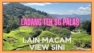 Ladang Teh Sg Palas | BOH Tea