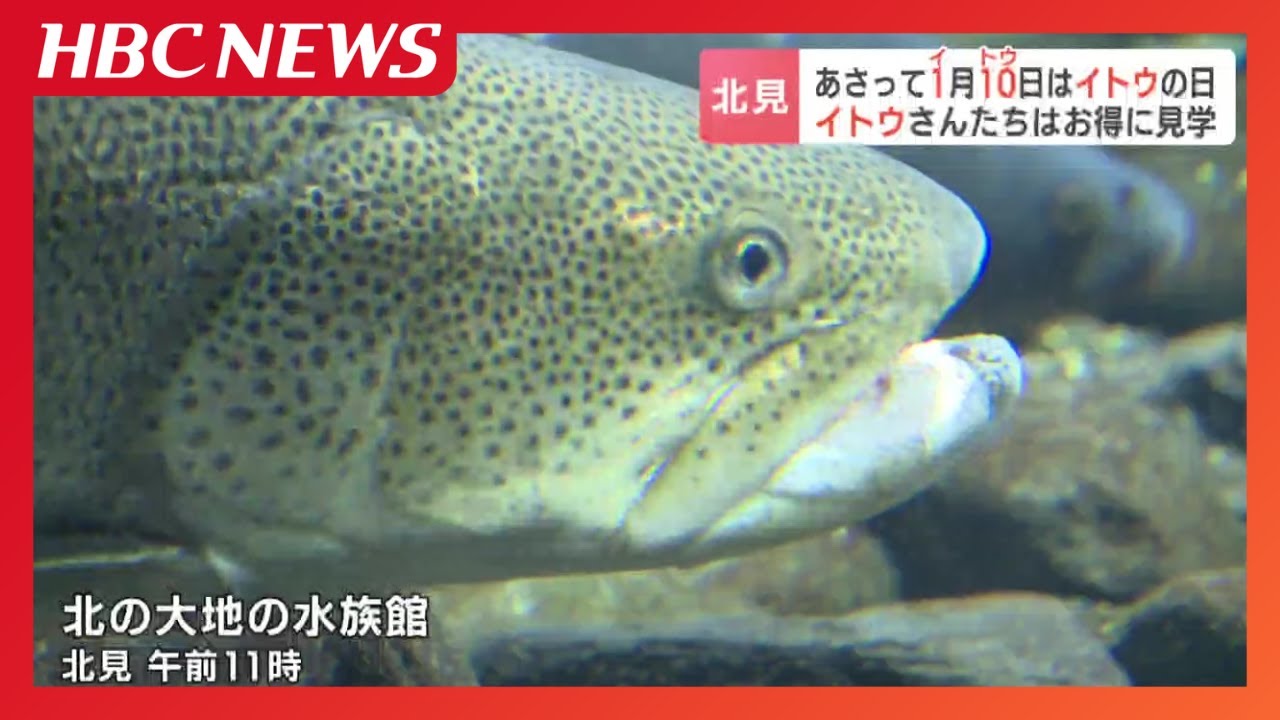 名字に「イトウ」が入れば入場料110円に!北海道・北見の水族館で“幻の