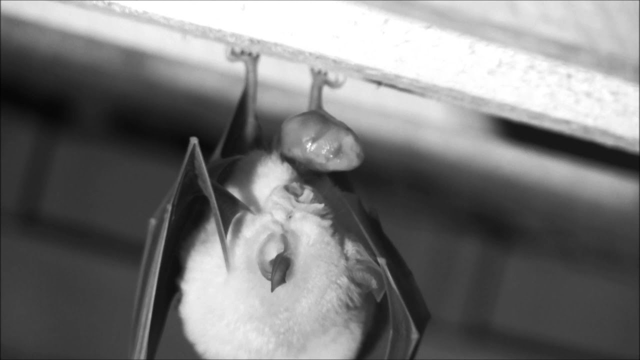 Fledermausgeburt (Große Hufeisennase)