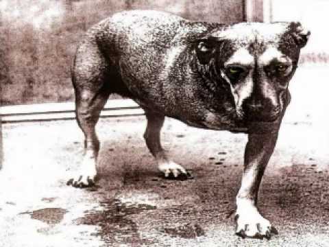 Shame In You - Alice In Chains