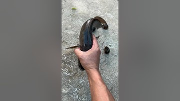 Thăm lờ đặt cá lóc