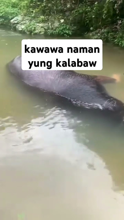 kawawa naman yung kalabaw #funnyanimals #animals #subscribe #shorts #short