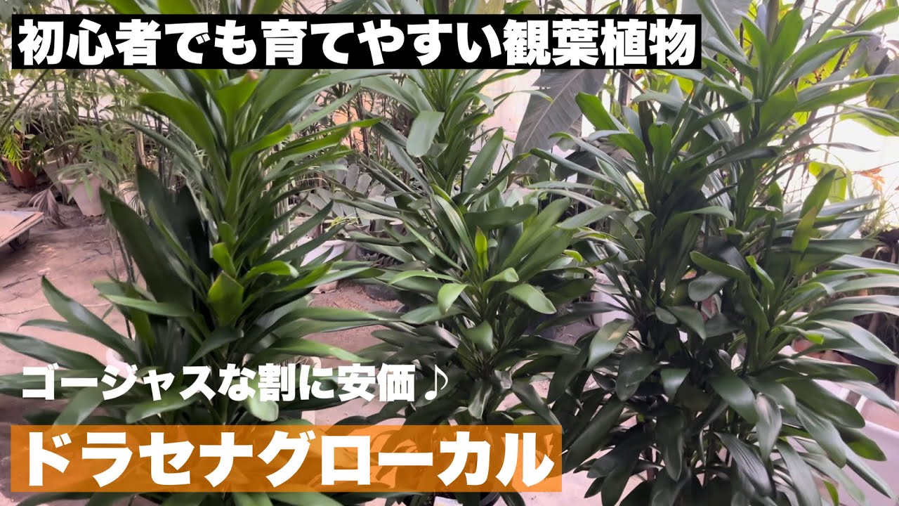 初心者で育てやすい観葉植物】ドラセナグローカルの簡単な育て方 - YouTube 初心者で育てやすい観葉植物】ドラセナグローカルの簡単な育て方 - YouTube