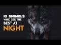 Top 10 Animals Who See The Best At Night