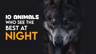 Top 10 Animals Who See The Best At Night