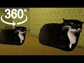 2 Maxwell the cat hunt you in the Backrooms in 360 VR