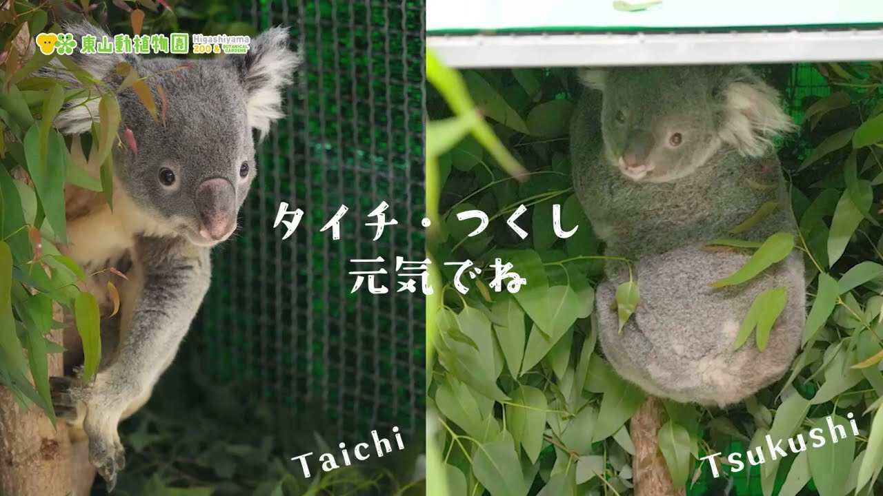 東山動植物園公式】タイチとつくしの旅立ち《 コアラ 》 - YouTube